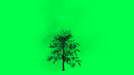 tree on green screen with smoke