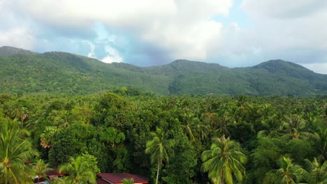 dramatic sky over the palm plantation with mountains in the background