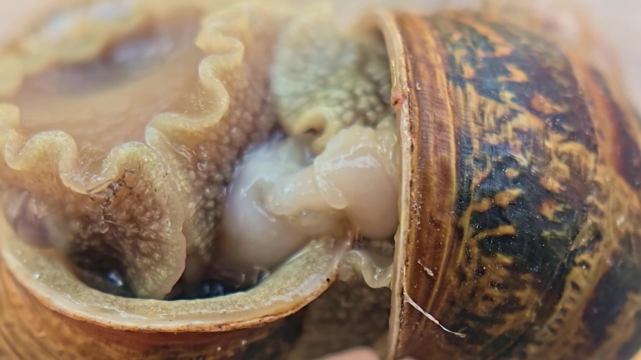 Extreme macro view of two garden snails during mating process showing a rare stage of breeding behavior with exceptional close up wildlife detail.
