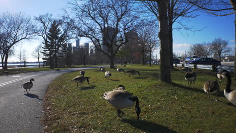 this is a footage of canada geese residing in toronto area close to lakeshore blvd at lake ontario in late fall 2018 in 4k prores taken with a gimbal