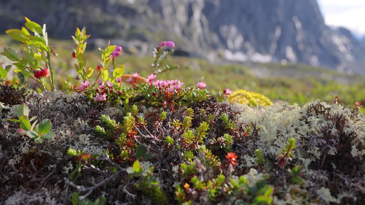 la tundra ártica, la hermosa naturaleza, el paisaje natural de noruega.