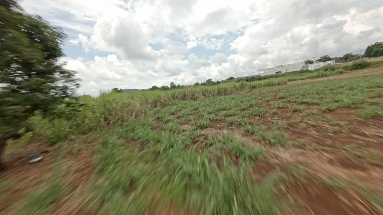 Driving through a Sugarcane Field