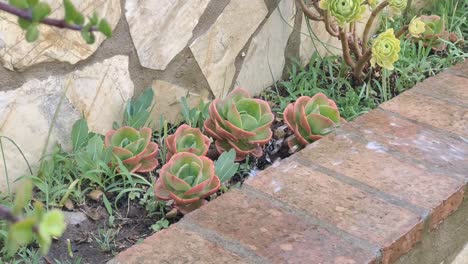 person watering green fresh flowers in wall pot