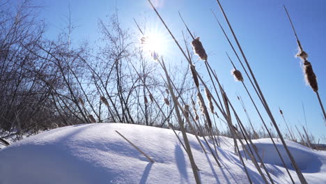 Pan-shot-in-nature-with-Distaff