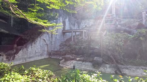 orangutan in naturalistic zoo environment