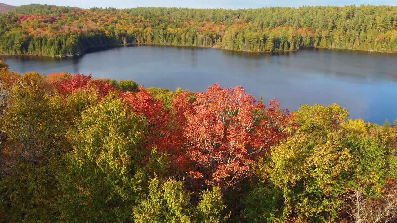 aérea bajando para mostrar un primer plano de hermosos colores de árboles de otoño rojo brillante alrededor de un lago del norte