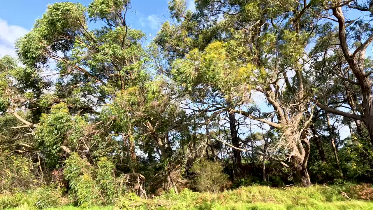 오스트레일리아의 울창한 초록색과 파란 하늘