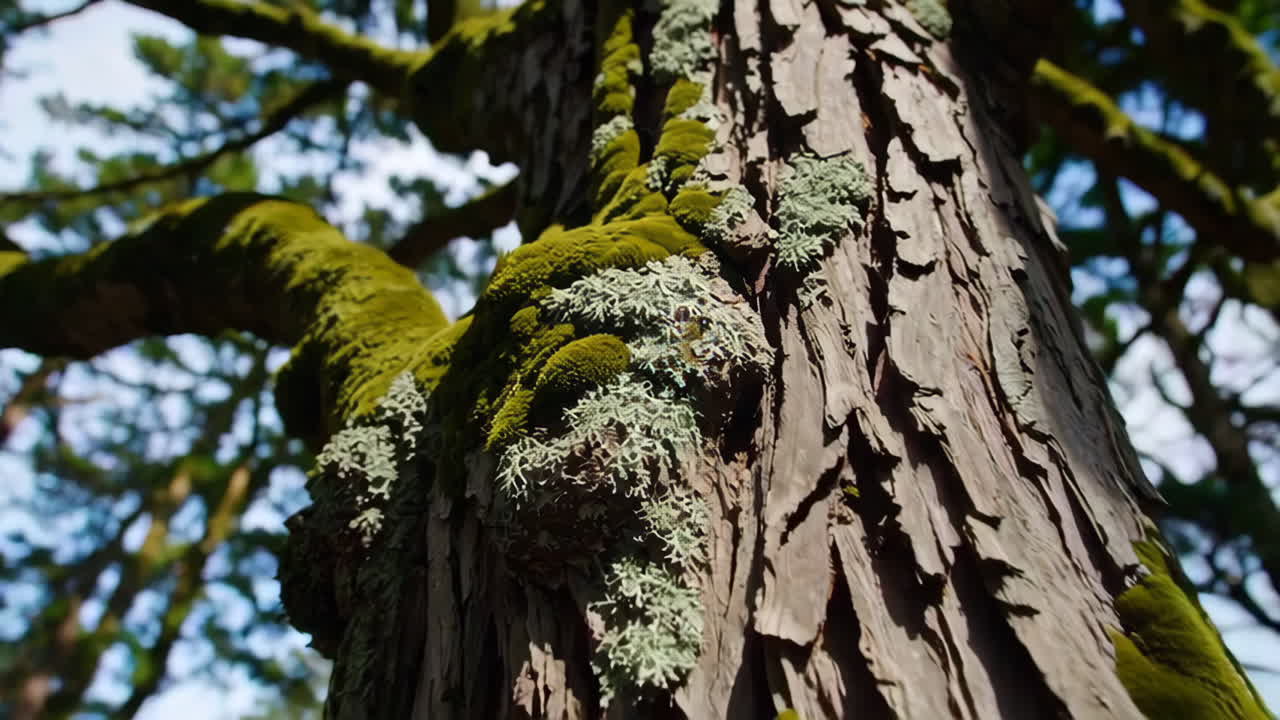 primer plano de un tronco de árbol de musgo en un bosque