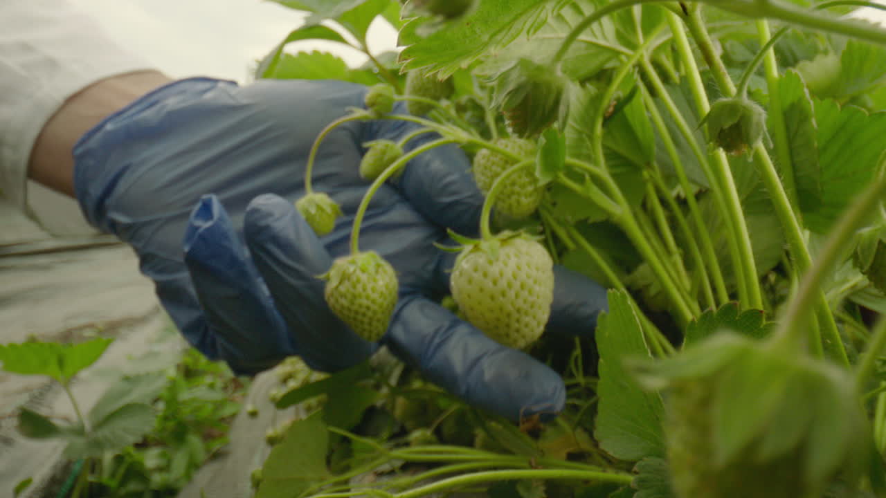 Strawberry Plants and Injection