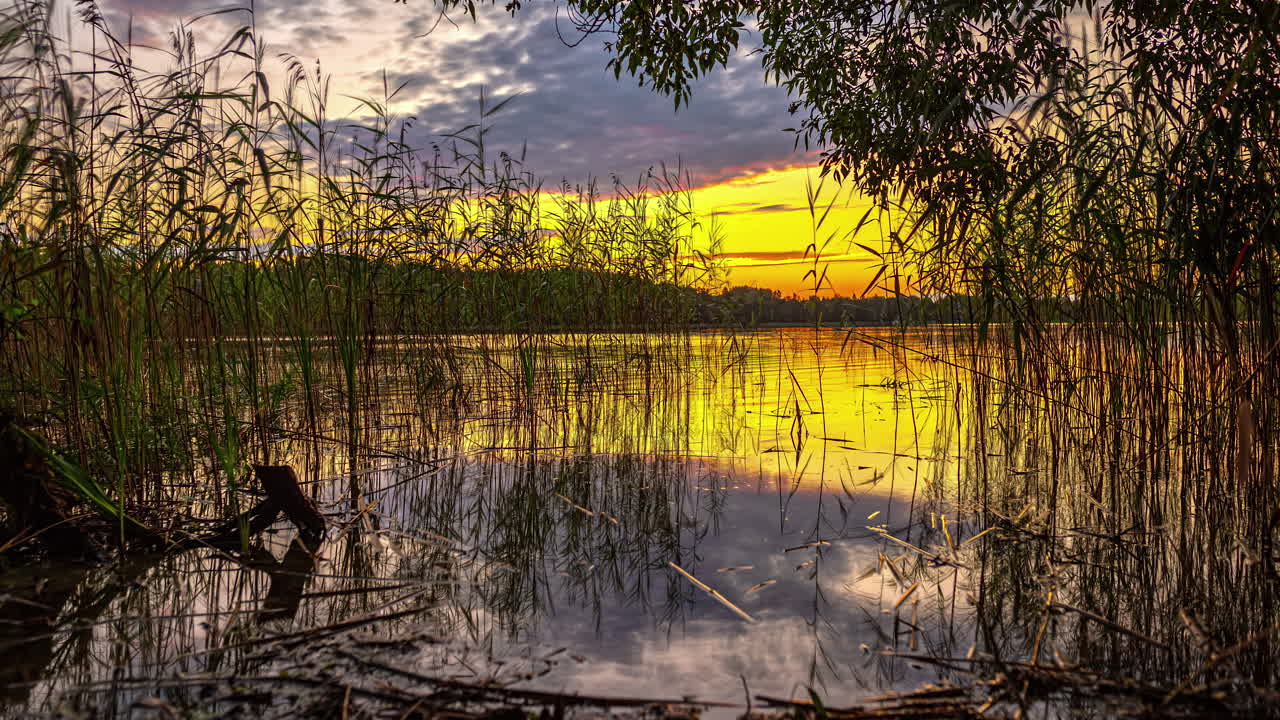 Timelapse Captures a Fisherman Wading into a Lake Amidst Grassy Reeds in Latvia's Golden Twilight