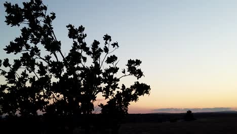 beautiful sunset and tree blowing in the wind