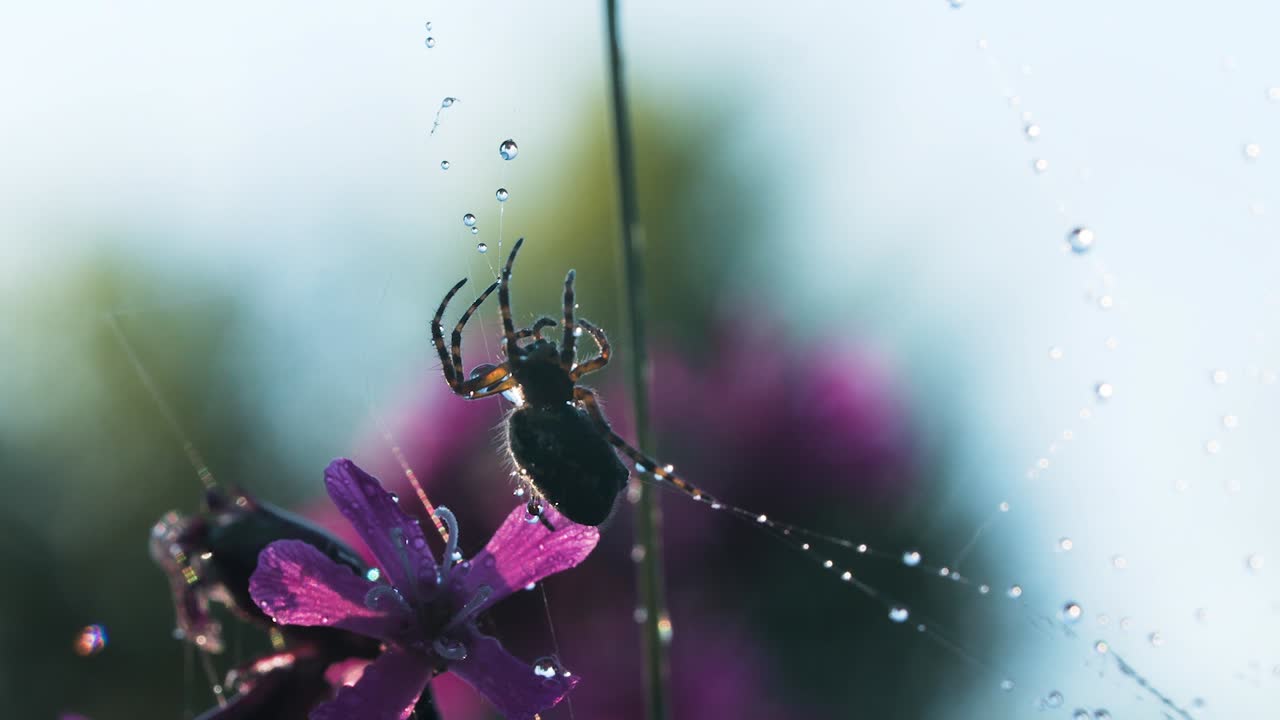 araña en una red de rocío con una flor