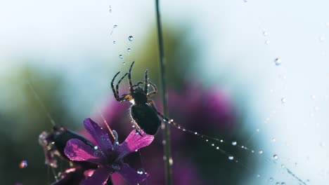 spider on a dewy web with a flower