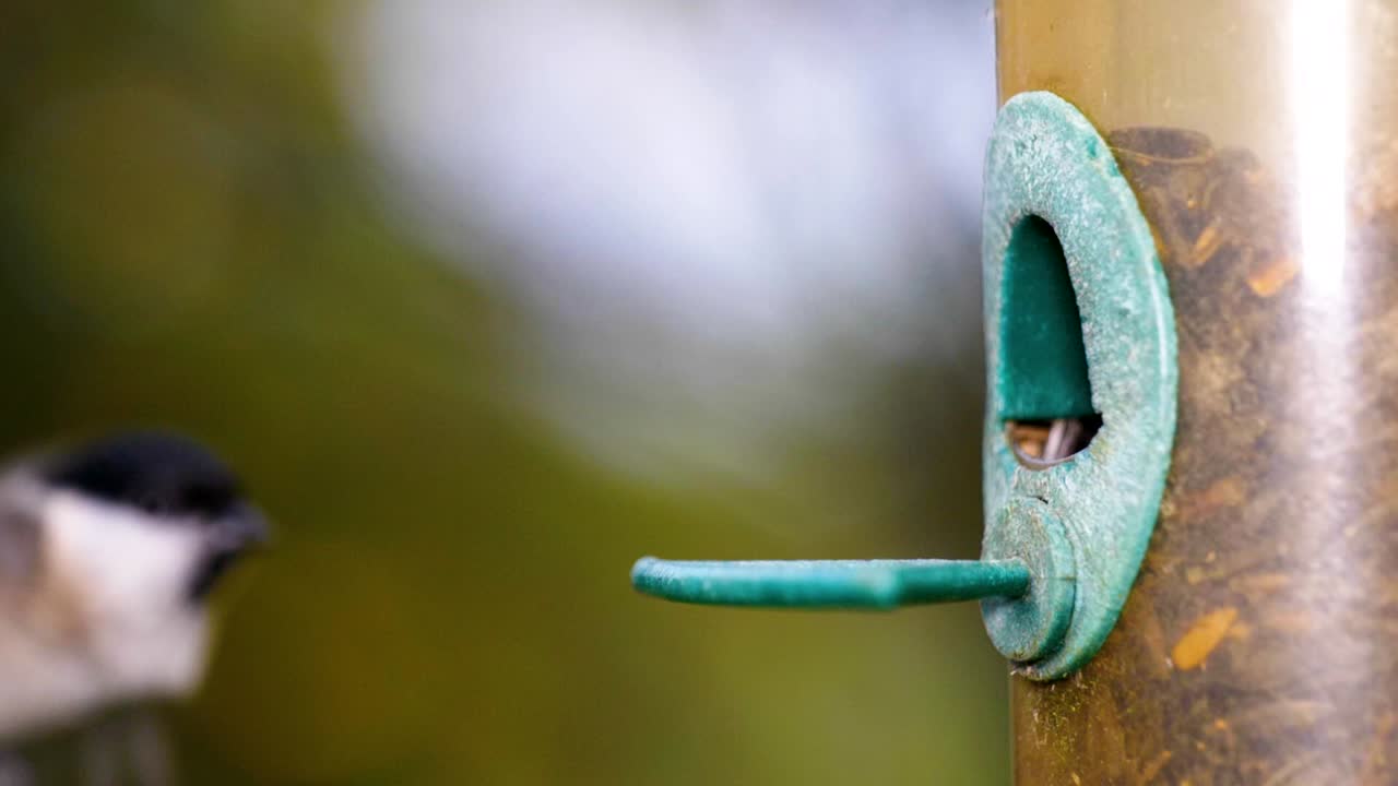 가까이에서 새 모이통으로 날아가 씨앗을 먹는 새의 hd 슈퍼 슬로우 모션 매크로 영상