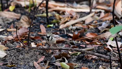 the forest wagtail is a passerine bird foraging on branches, forest grounds, tail wagging constantly sideways