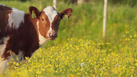 melkvee eet gele bloemen in het veld