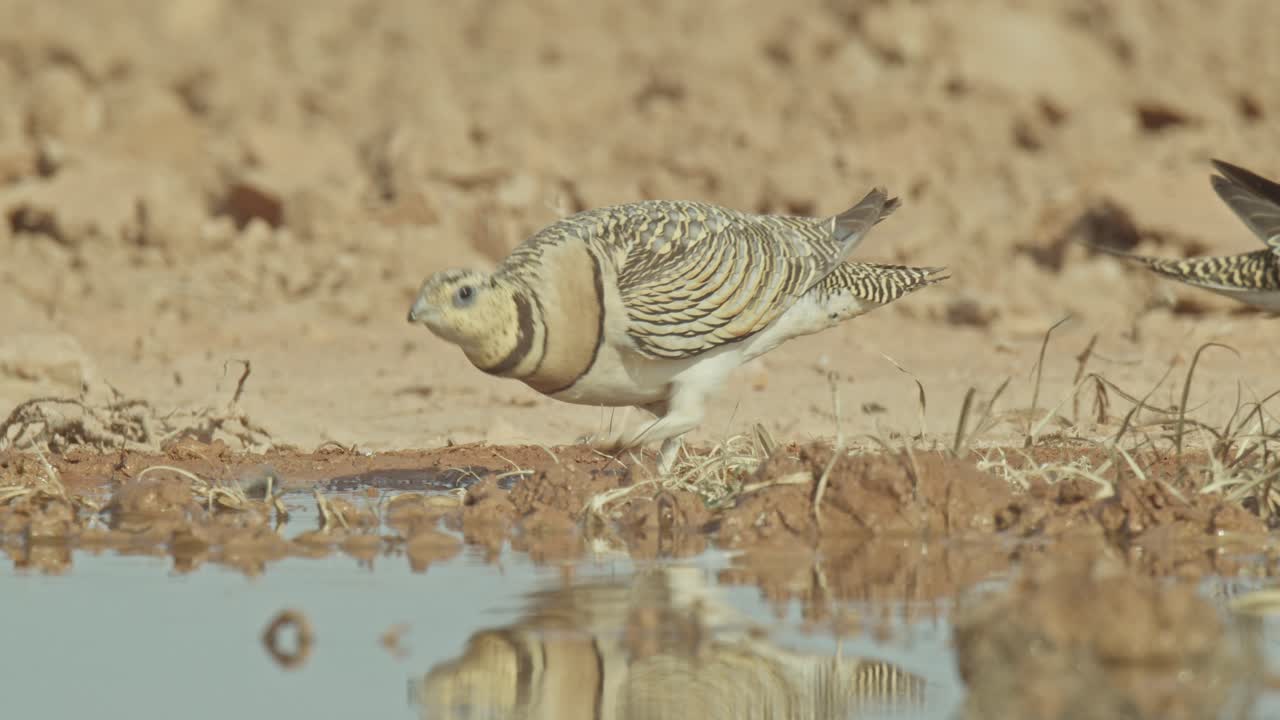 Female pin-tailed sandgrouse (pterocles alchata) fighting over drinking at a pool on a very hot summer day in Los Monegros, Zaragoza, Spain
