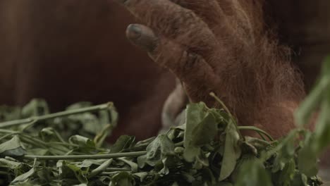detalle de la mano y los pies de un orangután en un árbol