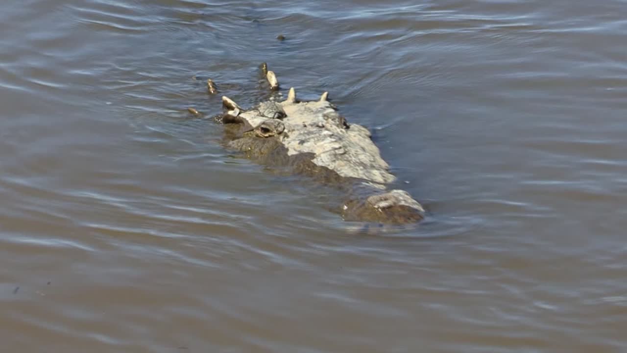 cocodrilo grande sumergido muy cerca de la orilla en el río tarcoles, costa rica