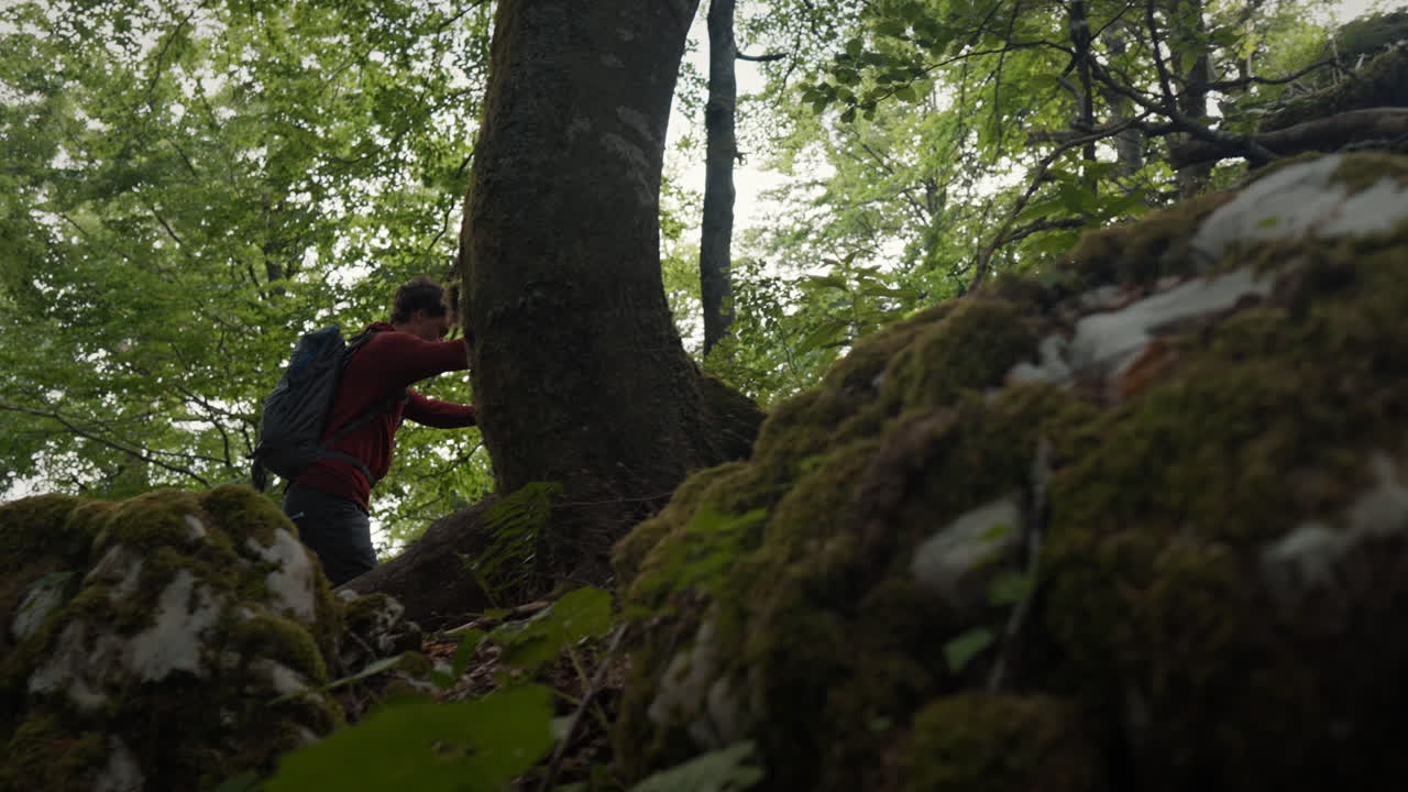 Camera tracking a young hiker climbing in the forest up a big rocks, covered with moss and tree roots