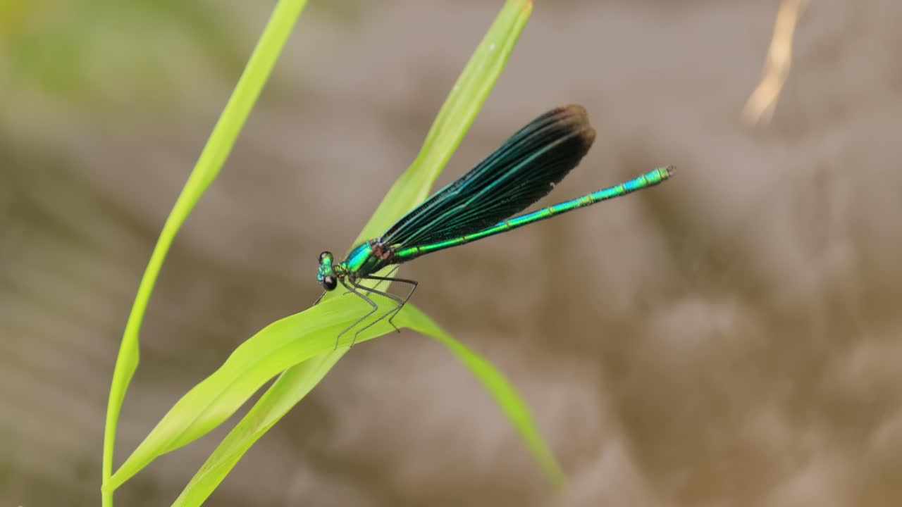 la hermosa demoiselle (calopteryx virgo) es una damselfly europea perteneciente a la familia calopterygidae. a menudo se encuentra a lo largo de aguas de flujo rápido donde está más en casa.