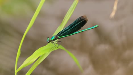 beautiful demoiselle (calopteryx virgo) is a european damselfly belonging to the family calopterygidae. it is often found along fast-flowing waters where it is most at home.