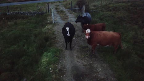 brown and black cows in connemara, ireland, aerial view