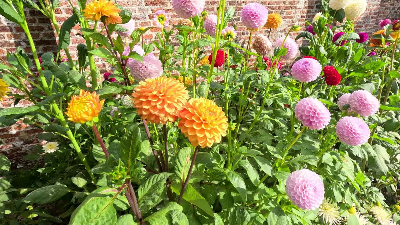 Orange and pink pompon dahlias sway in sunlight with slow pan in lush garden setting