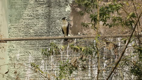 The-collared-forest-falcon-is-a-species-of-bird-of-prey-in-the-family-Falconidae