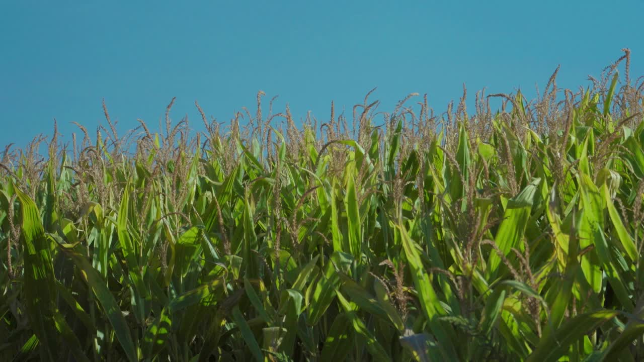 Corn plants moved by the wind on a sunny summer day-1