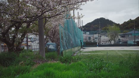 Cherry-blossom-trees-near-a-rural-sports-field-in-Saikazaki,-Japan-on-a-cloudy-day