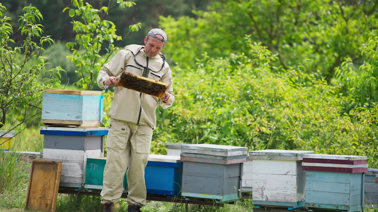Beekeper holding a frame with bee colony to examine it. Apiarist checking the harvest of honey. Summer nature scenery background.