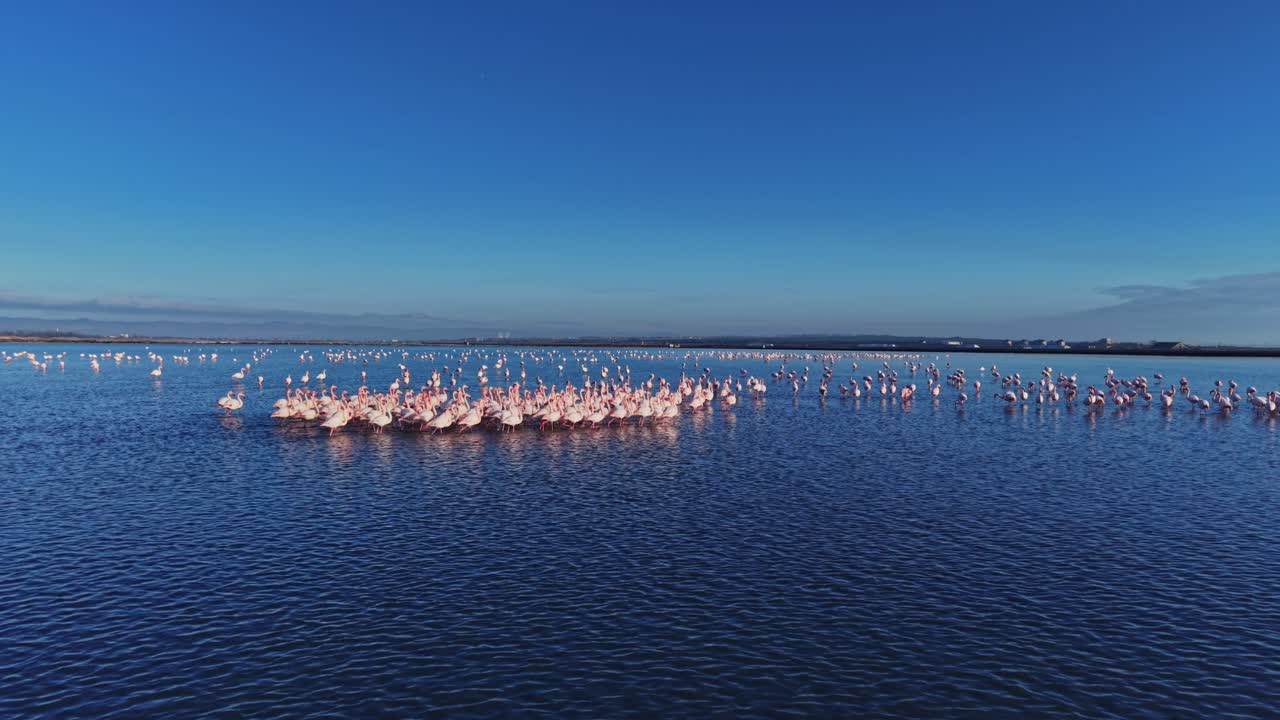 Flamingos gather in water at a wetland location during bright daylight