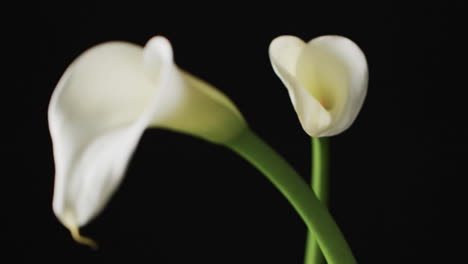 video of white kalia flowers with copy space on black background