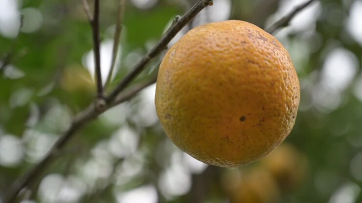 Bellissimo arancione con uno sfondo sfocato
