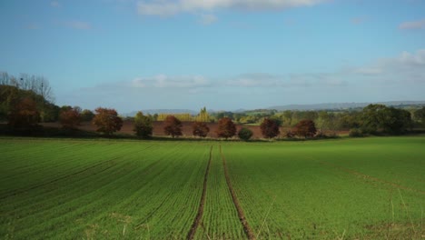 pleasing symmetrical green field in gentle wind