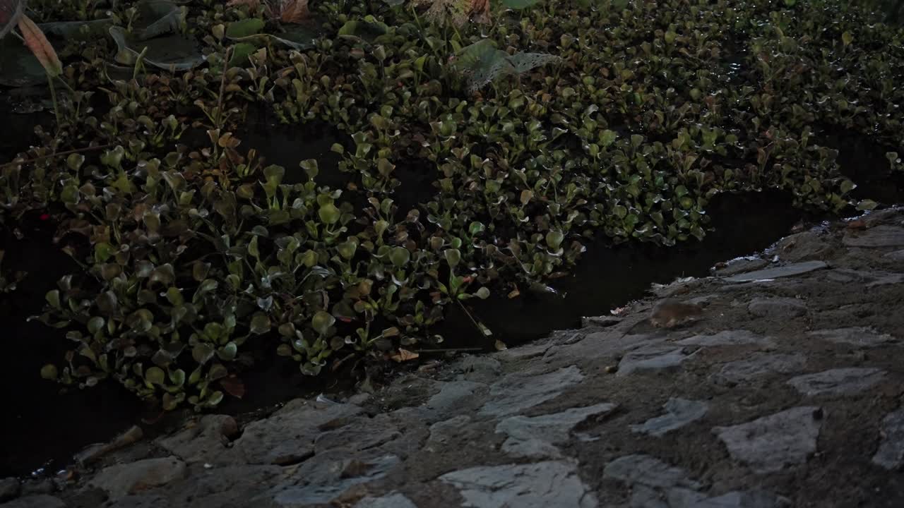 Un piccolo topo selvatico cerca cibo lungo un sentiero di pietra delimitato da una fitta vegetazione verde in un giardino di Saigon durante le ore notturne