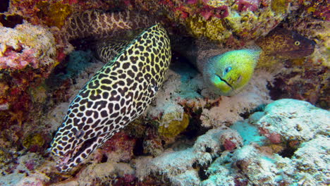 three-different-species-of-moray-eel-sharing-the-same-burrow:-Honeycomb,-Snowflake-and-Yellow-edged-moray