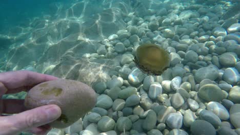 Medusas-En-El-Lecho-Marino-Mediterráneo-Cerca-De-Piedras-Y-Rocas-Flotando-Bajo-Los-Reflejos-De-La-Luz-Del-Sol