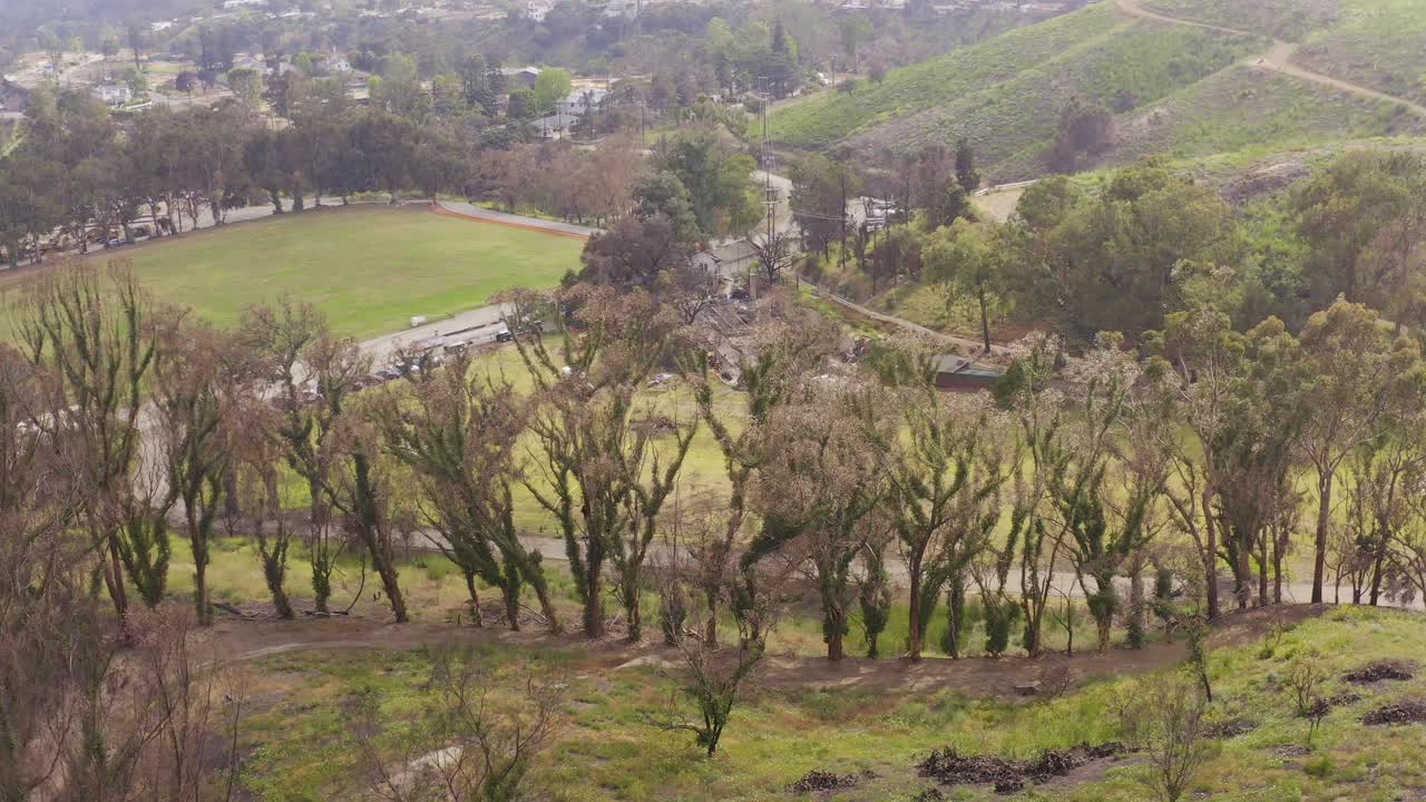 Wide aerial dolly shot of recovering eucalyptus trees along the Inspiration Trail in Will Rogers State Historic Park after the Palisades Fire in Southern California, 4K