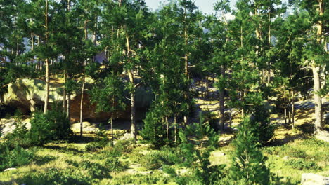 lush green forest with tall trees and rocky terrain during daylight