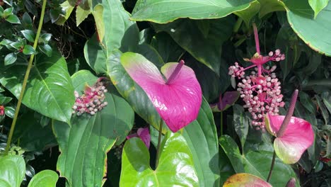 attention-getting of the pink anthurium andraeanum, known as flamingo lily, in singapore botanic gardens