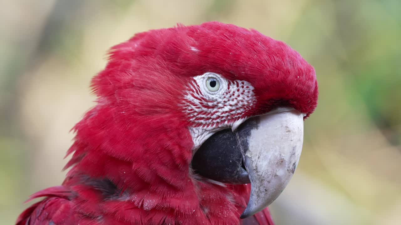Close up portrait head shot of a wild red and green macaw, ara chloropterus against green foliage bokeh background, blinking its eye