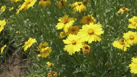 coreopsis flor con polinización de abejas