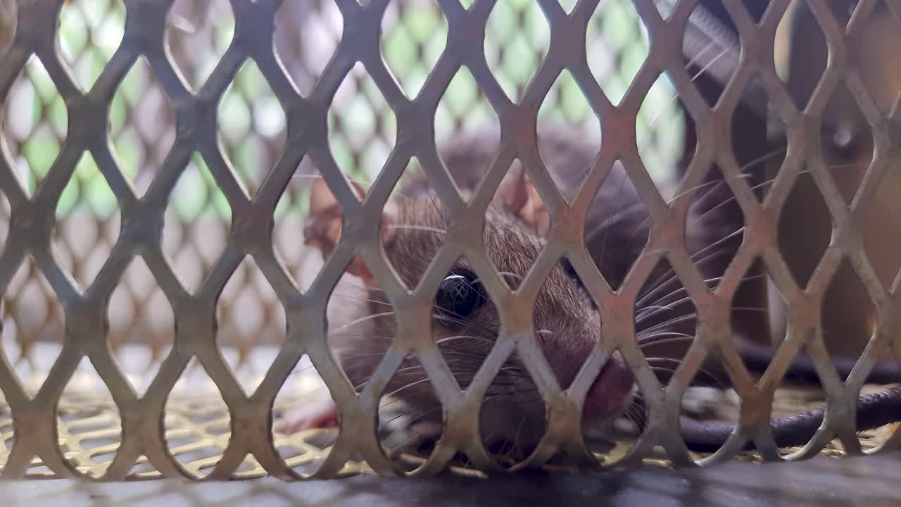 rata atrapada en la trampa de la jaula de ratas desde un ángulo diferente en el día