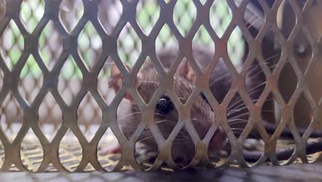 rat caught in rat cage trap from different angle at day