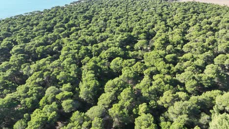 flying over a dense pine tree forest next to the sea