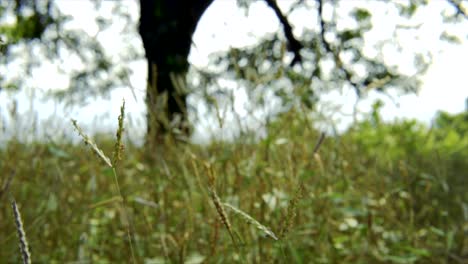 Briznas-De-Hierba-Alta-Dobladas-Por-El-Viento