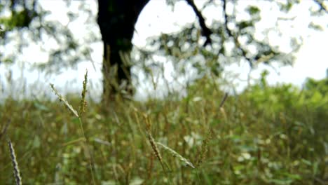 hojas de hierba alta doblándose en el viento