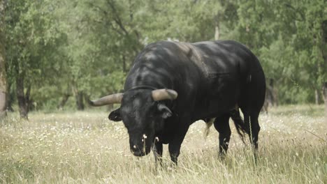 Imágenes-De-Un-Toro-Enojado-En-Su-Hábitat-Natural